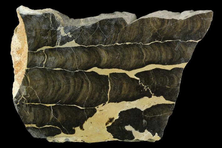 Polished Stromatolite (Boxonia) From Australia - Million Years #129151